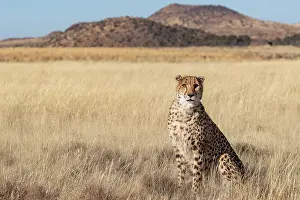 Assis: Afrique du Sud, Reserve privee, Guepard (Acinonyx