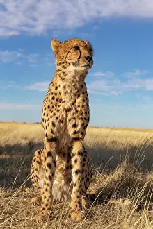 Assis: Afrique du Sud, Reserve privee, Guepard (Acinonyx