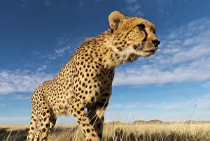 Gros: Afrique du Sud, Reserve privee, Guepard (Acinonyx