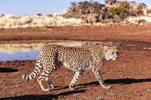 Marie: Afrique du Sud, Reserve privee, Guepard (Acinonyx