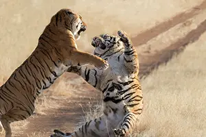 Combat: Afrique du Sud, Reserve privee, Tigre du Bengale