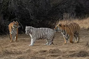 Trois: Afrique du Sud, Reserve privee, Tigre du Bengale
