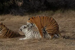Trois: Afrique du Sud, Reserve privee, Tigre du Bengale