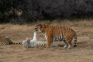 Trois: Afrique du Sud, Reserve privee, Tigre du Bengale