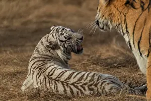 Periode: Afrique du Sud, Reserve privee, Tigre du Bengale