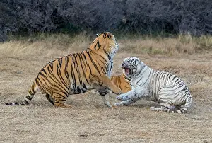 Trois: Afrique du Sud, Reserve privee, Tigre du Bengale