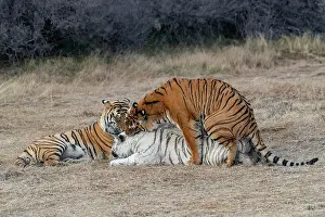 Trois: Afrique du Sud, Reserve privee, Tigre du Bengale
