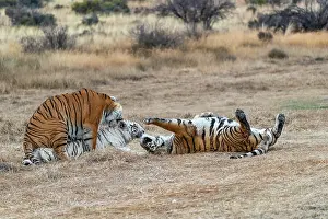 Trois: Afrique du Sud, Reserve privee, Tigre du Bengale