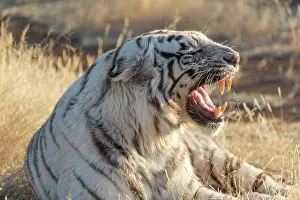 280621: Afrique du Sud, Reserve privee, Tigre du Bengale