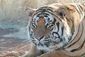 280621: Afrique du Sud, Reserve privee, Tigre du Bengale