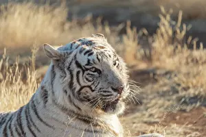 280621: Afrique du Sud, Reserve privee, Tigre du Bengale