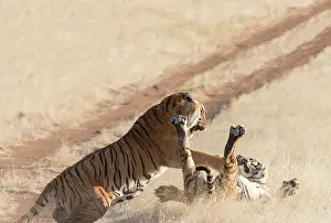 Combat: Afrique du Sud, Reserve privee, Tigre du Bengale