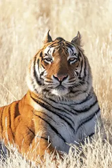 280621: Afrique du Sud, Reserve privee, Tigre du Bengale