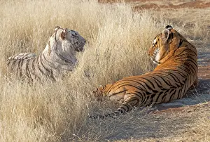 280621: Afrique du Sud, Reserve privee, Tigre du Bengale