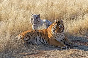 280621: Afrique du Sud, Reserve privee, Tigre du Bengale