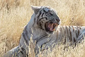 280621: Afrique du Sud, Reserve privee, Tigre du Bengale