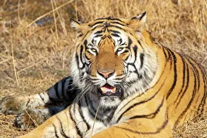 280621: Afrique du Sud, Reserve privee, Tigre du Bengale