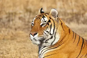 280621: Afrique du Sud, Reserve privee, Tigre du Bengale