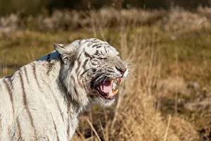 280621: Afrique du Sud, Reserve privee, Tigre du Bengale