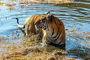 280621: Afrique du Sud, Reserve privee, Tigre du Bengale