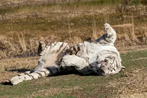 Predateur: Afrique du Sud, Reserve privee, Tigre du Bengale