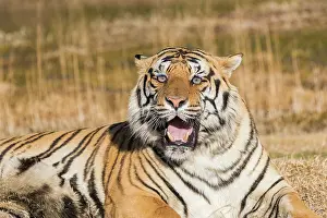 Predateur: Afrique du Sud, Reserve privee, Tigre du Bengale