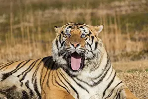 Baillement: Afrique du Sud, Reserve privee, Tigre du Bengale