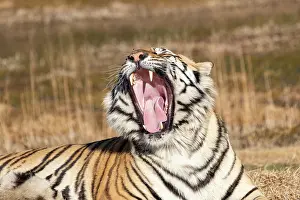 Baillement: Afrique du Sud, Reserve privee, Tigre du Bengale