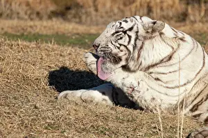 Predateur: Afrique du Sud, Reserve privee, Tigre du Bengale
