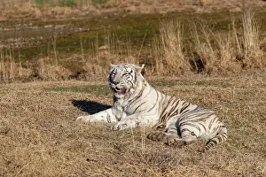 Predateur: Afrique du Sud, Reserve privee, Tigre du Bengale