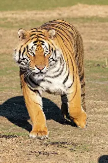 Predateur: Afrique du Sud, Reserve privee, Tigre du Bengale