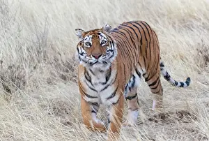 Predateur: Afrique du Sud, Reserve privee, Tigre du Bengale