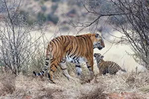 Predateur: Afrique du Sud, Reserve privee, Tigre du Bengale