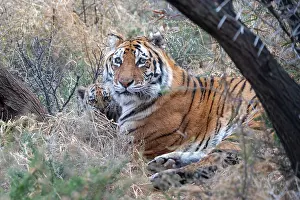 Predateur: Afrique du Sud, Reserve privee, Tigre du Bengale