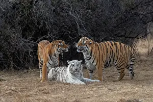 Predateur: Afrique du Sud, Reserve privee, Tigre du Bengale