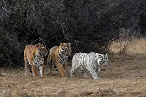 Predateur: Afrique du Sud, Reserve privee, Tigre du Bengale