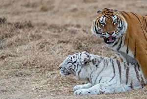 Predateur: Afrique du Sud, Reserve privee, Tigre du Bengale
