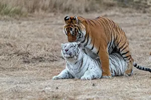 Predateur: Afrique du Sud, Reserve privee, Tigre du Bengale