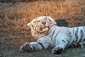 Predateur: Afrique du Sud, Reserve privee, Tigre du Bengale