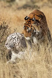 Predateur: Afrique du Sud, Reserve privee, Tigre du Bengale