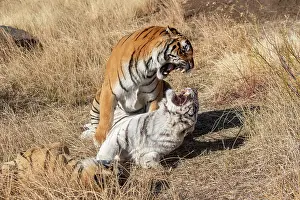 Predateur: Afrique du Sud, Reserve privee, Tigre du Bengale