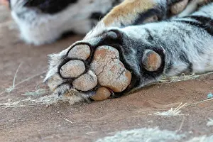 Predateur: Afrique du Sud, Reserve privee, Tigre du Bengale