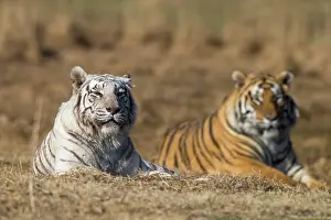 Predateur: Afrique du Sud, Reserve privee, Tigre du Bengale