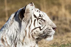 Predateur: Afrique du Sud, Reserve privee, Tigre du Bengale