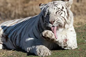 Toilettage: Afrique du Sud, Reserve privee, Tigre du Bengale