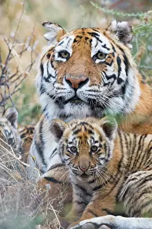Tigress: Afrique du Sud, Reserve privee, Tigre du Bengale