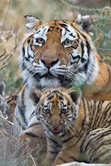 Tigress: Afrique du Sud, Reserve privee, Tigre du Bengale