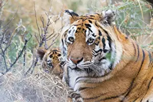 Tigress: Afrique du Sud, Reserve privee, Tigre du Bengale