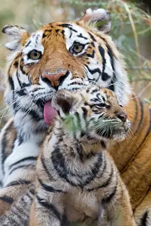 Tigress: Afrique du Sud, Reserve privee, Tigre du Bengale