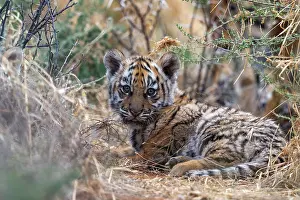 Dasie: Afrique du Sud, Reserve privee, Tigre du Bengale